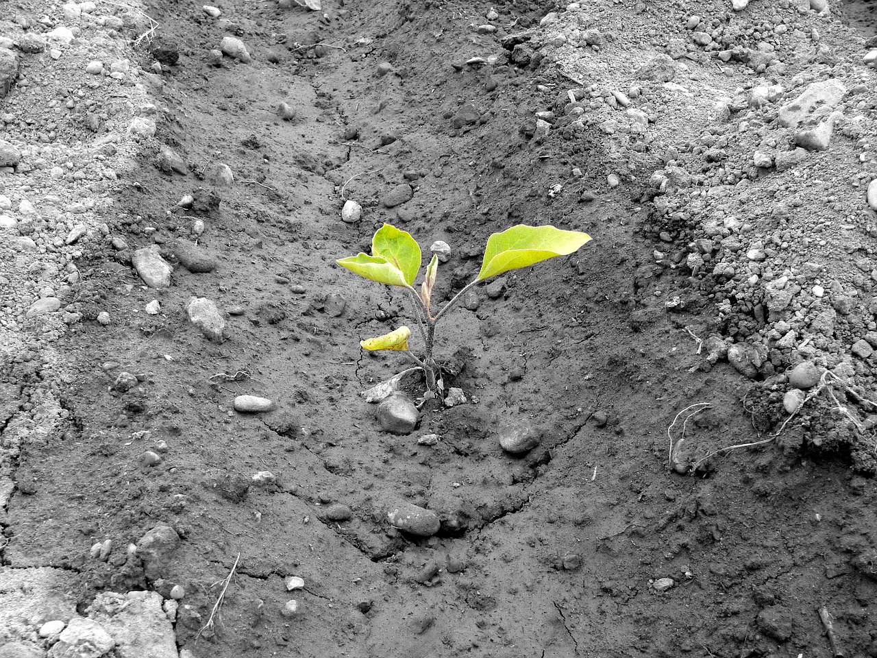 How to Create Your Own Backyard Orchard